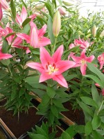 [4354 Viviana TL VZ No01.JPG]